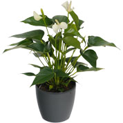 Anthurium blanc + Cache pot Anthracite /